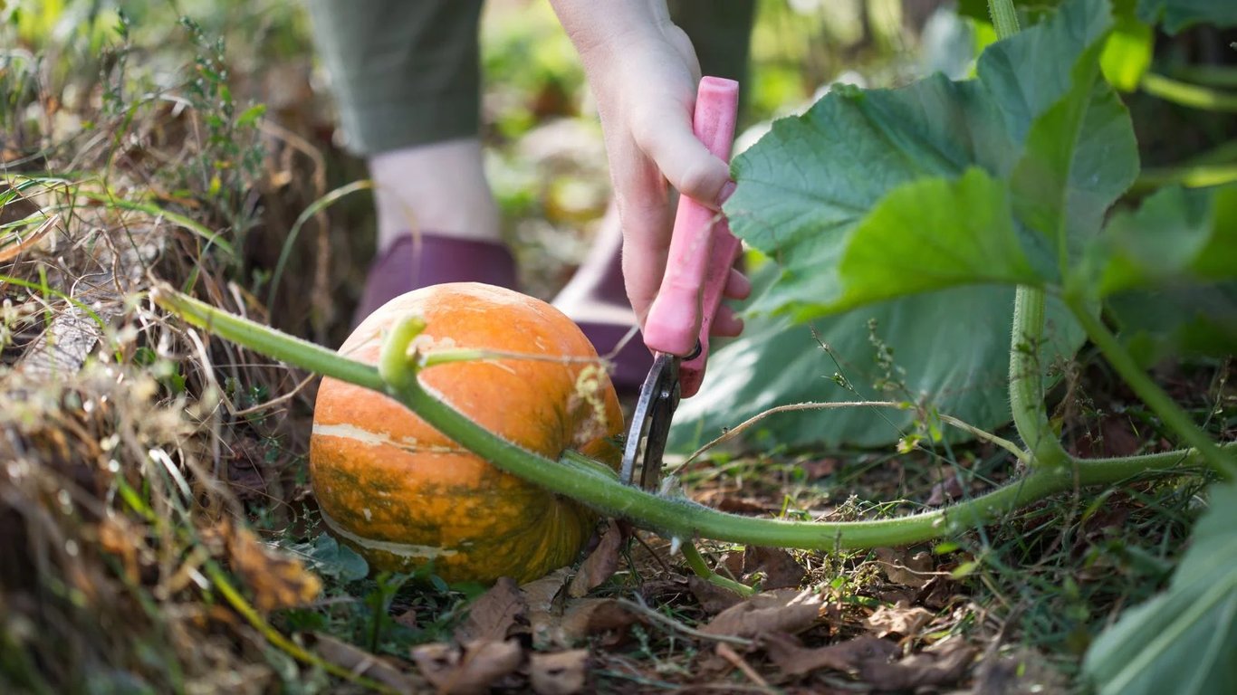 Сбор тыкв — какие признаки спелости овощей