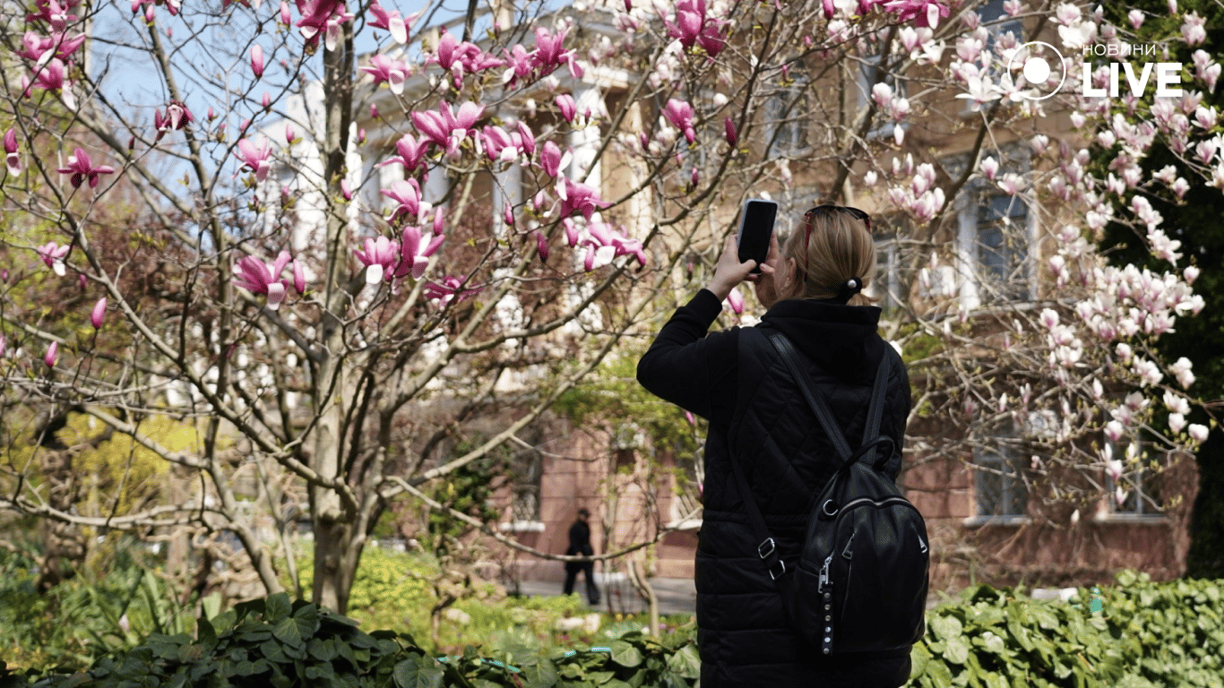 Цвітіння магнолії в Одесі
