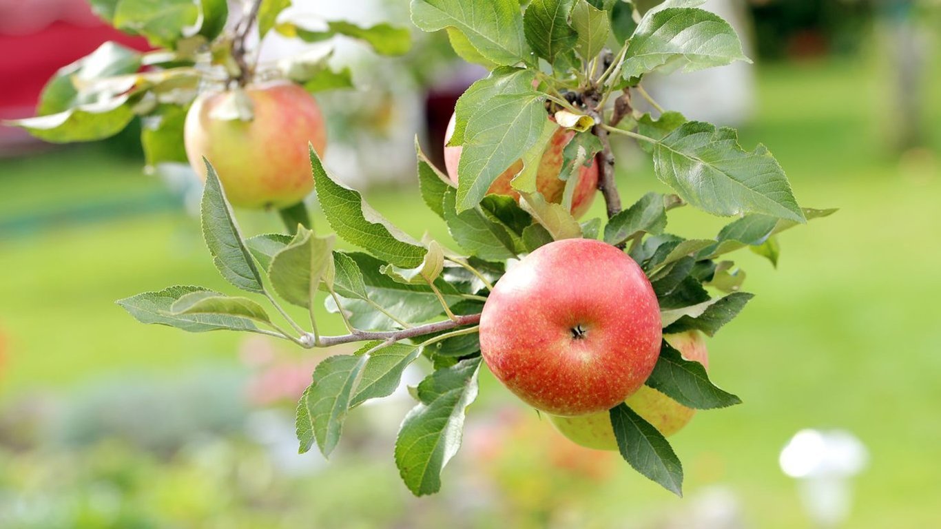 Як виростити яблука