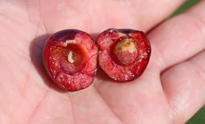 Червивая вишня