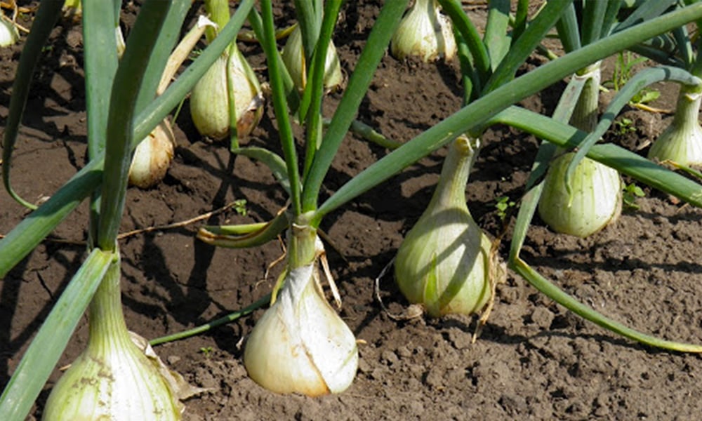 Выращенный урожай лука на огороде