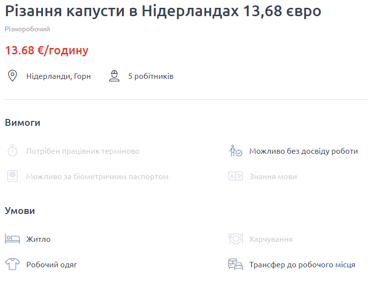 Вакансія у Нідерландах — збір капусти на полі 
