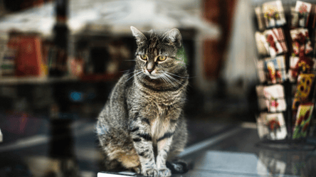 На Київщині працівники супермаркету задушили кота — деталі - 285x160