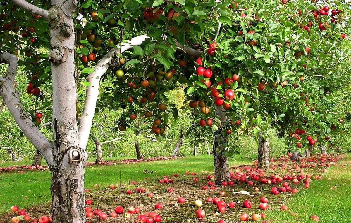 Яблоны