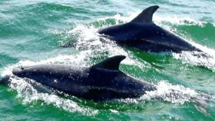 Массовая гибель дельфинов в Черном море — экологи назвали цифры - 285x160