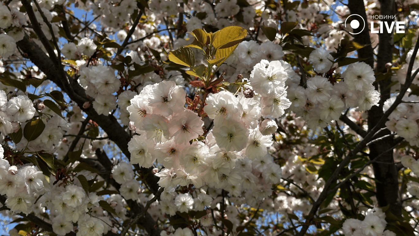 Біла сакура в Одесі