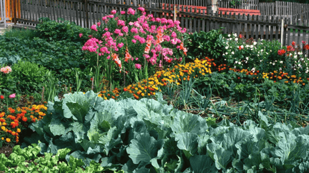 Что нельзя сажать рядом с капустой: вырастет маленькая и червивая - 285x160