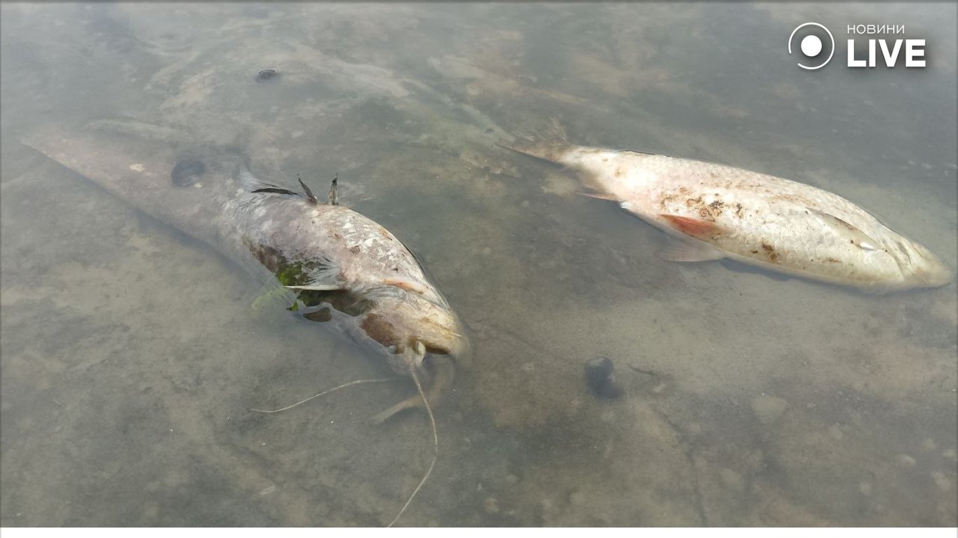 мор рыбы в Десне в Чернигове