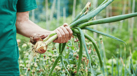 Ці сорти цибулі обов'язково треба посадити на городі — поради - 285x160