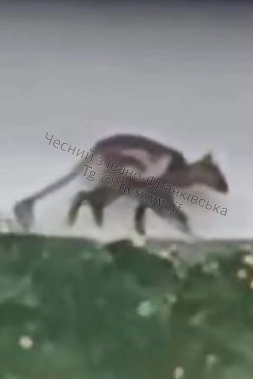 Животное, которое заметили на Ивано-Франковщине