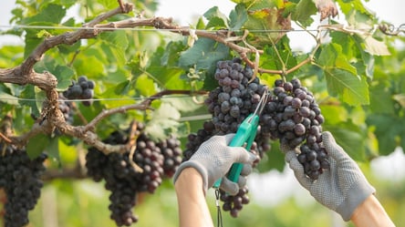 Після цієї обрізки виноград стає солодким і врожайним - 285x160