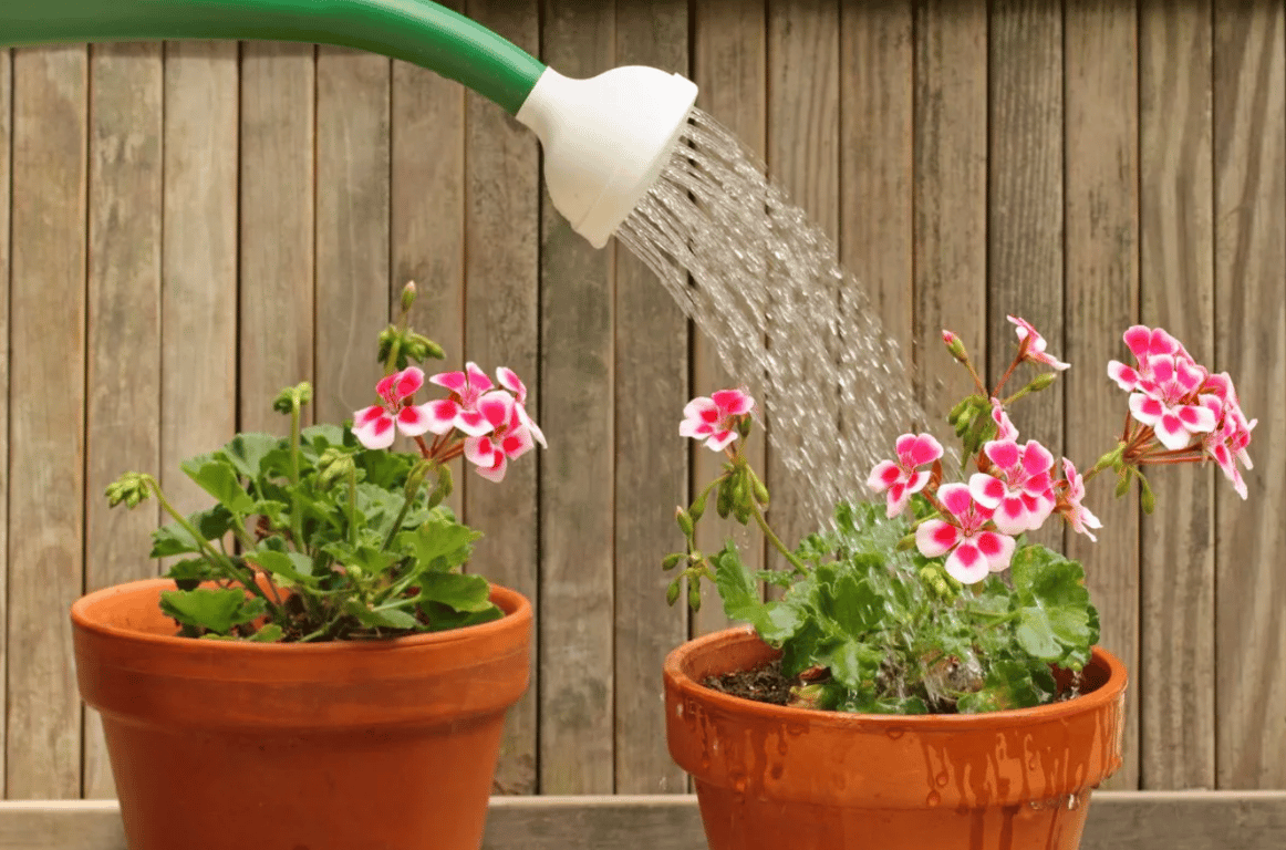 Полив пеларгонии