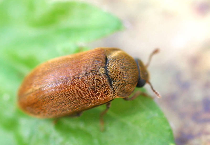 Малиновый жук