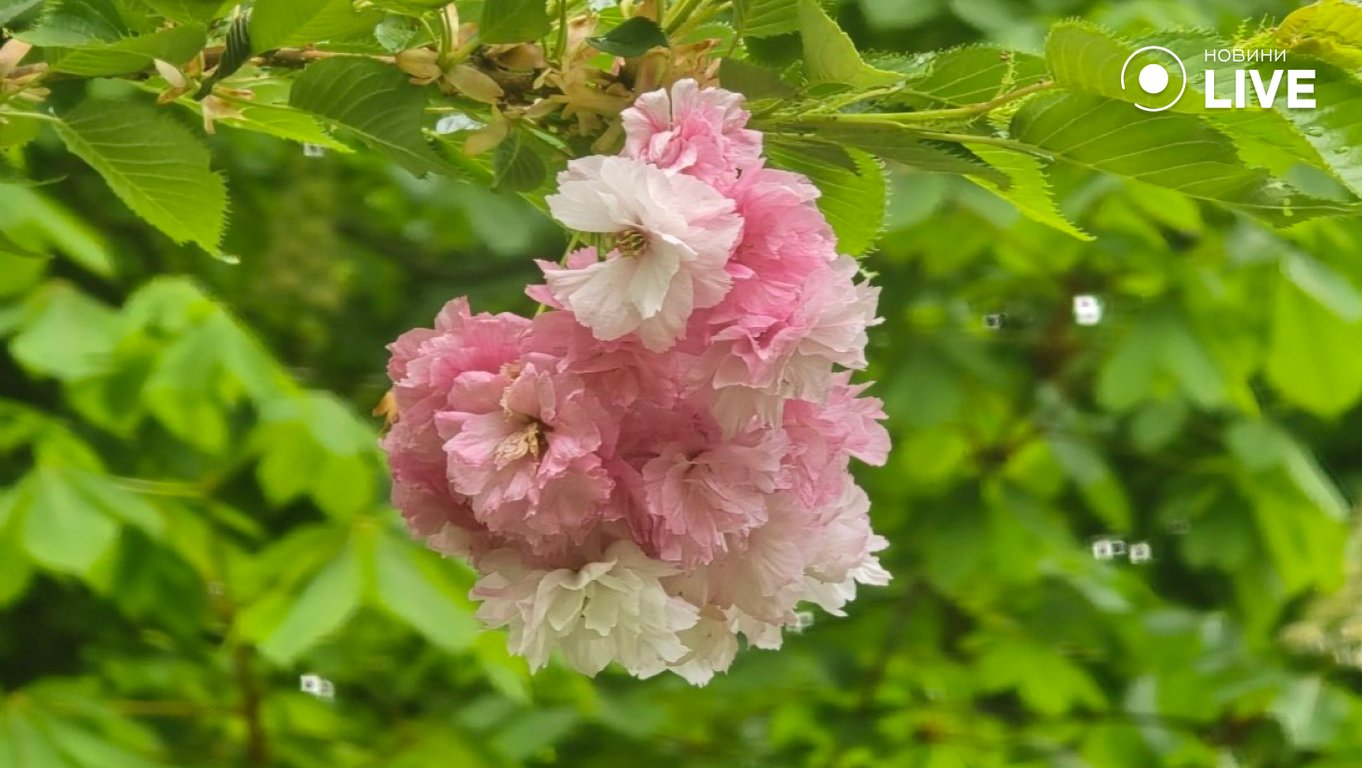 Центральний парк Харкова: зацвіли сакури