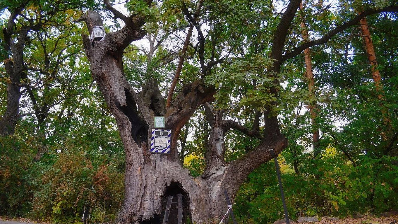 Столетние деревья в Киеве станут памятниками природы местного значения