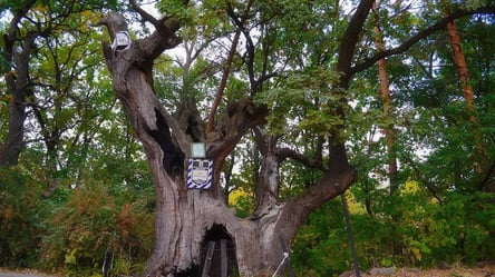 Столетние деревья в Киеве станут памятниками природы местного значения - 285x160