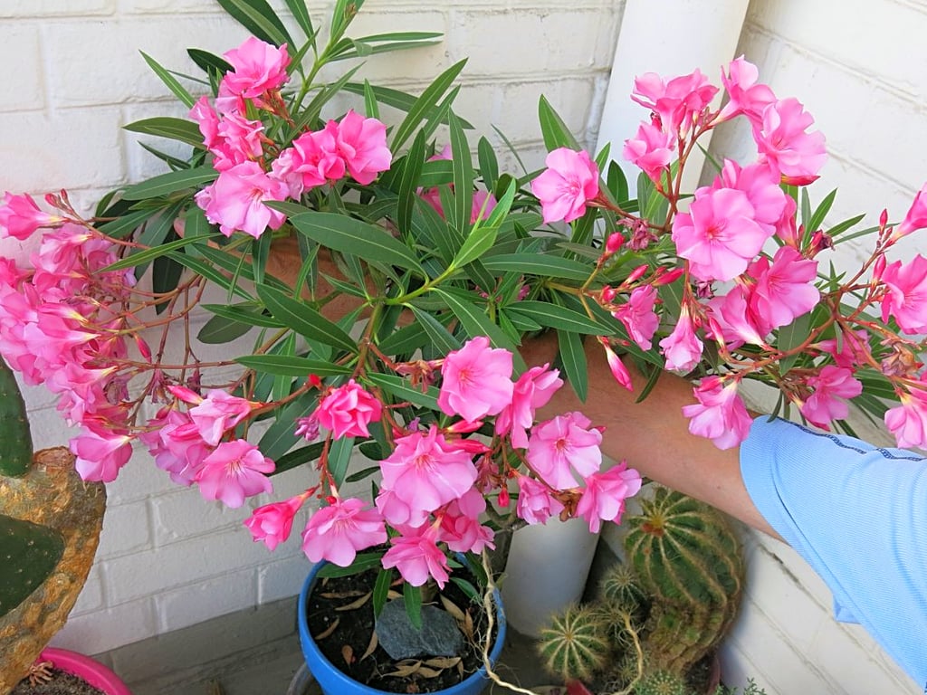 Небезпечний олеандр — отрута кімнатної рослини