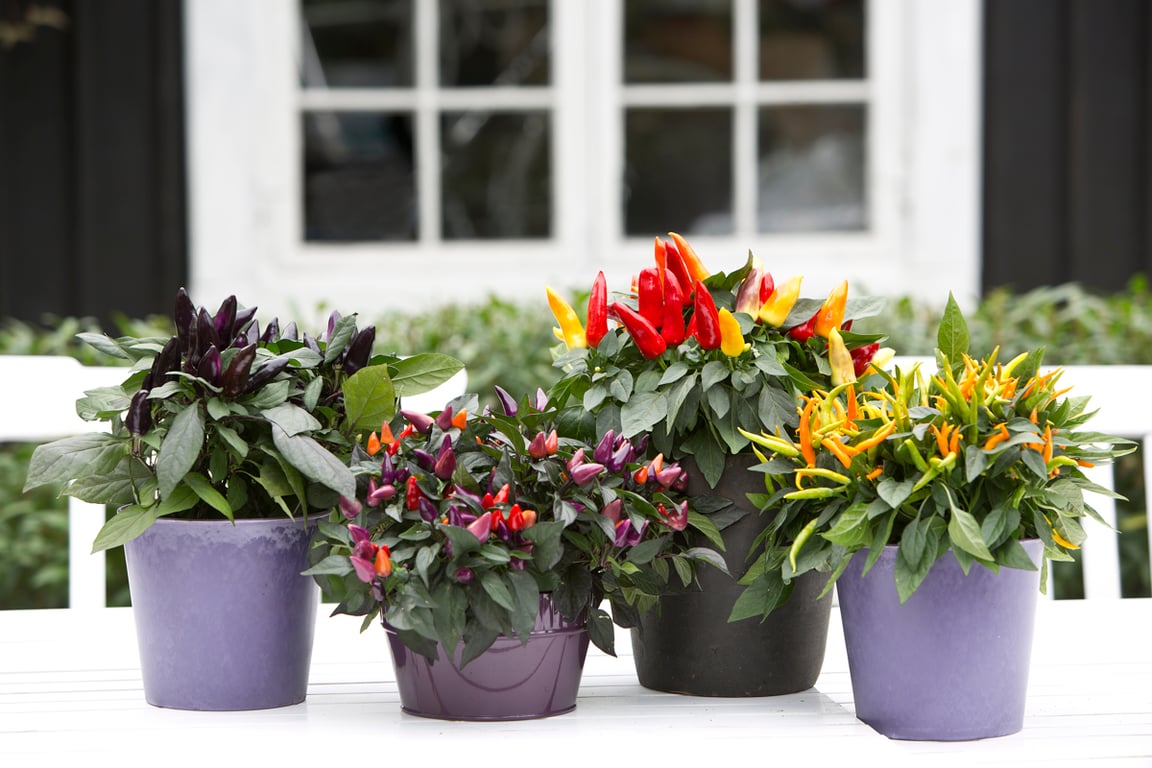 Что нужно знать о капсикуме