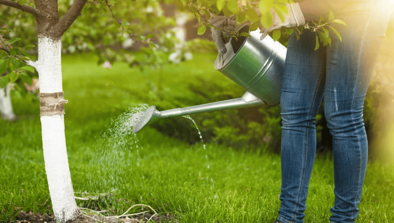 Полив дерева