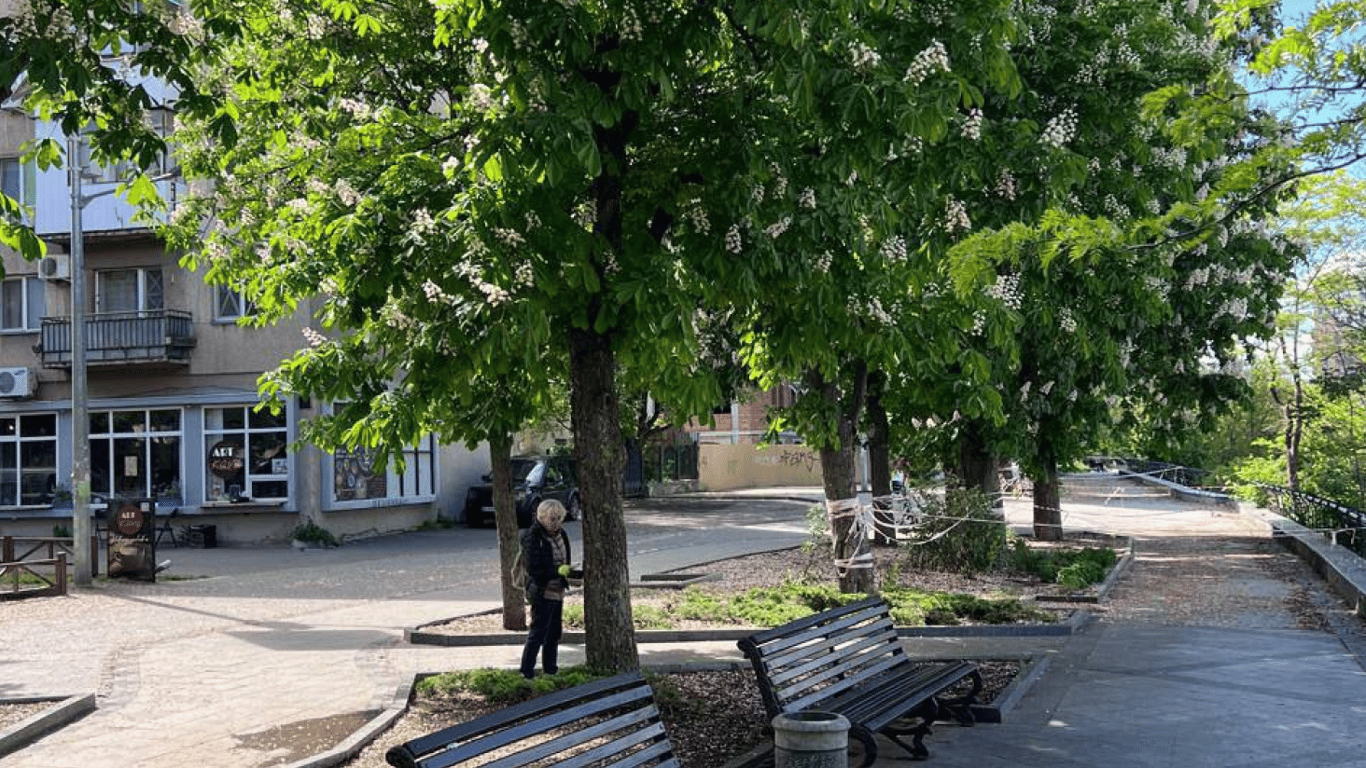 В Одессе ищут подрядчика для вакцинации каштанов от моли