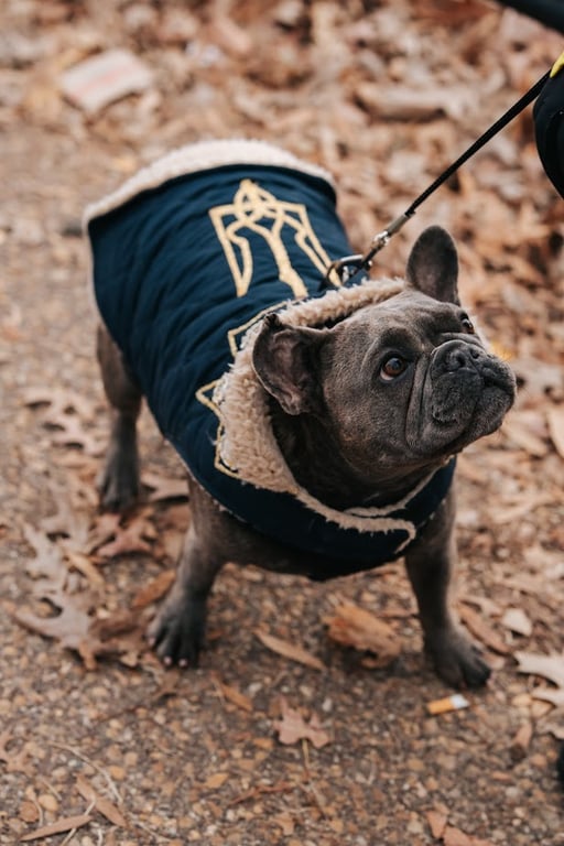 Акція Free Azov у Вашингтоні 21 грудня - на захід прийшов і пес