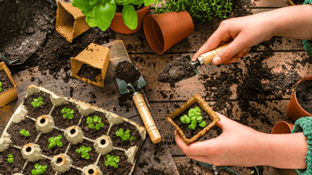 Посівний календар на січень 2026 — сприятливі дні - 285x160