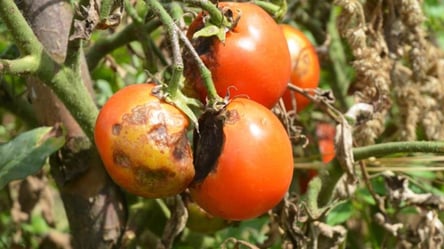 Фітофтора не бере помідори — один розчин створює захист надовго - 285x160