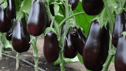 Правильный посев баклажанов — формула, работающая каждый год - 285x160
