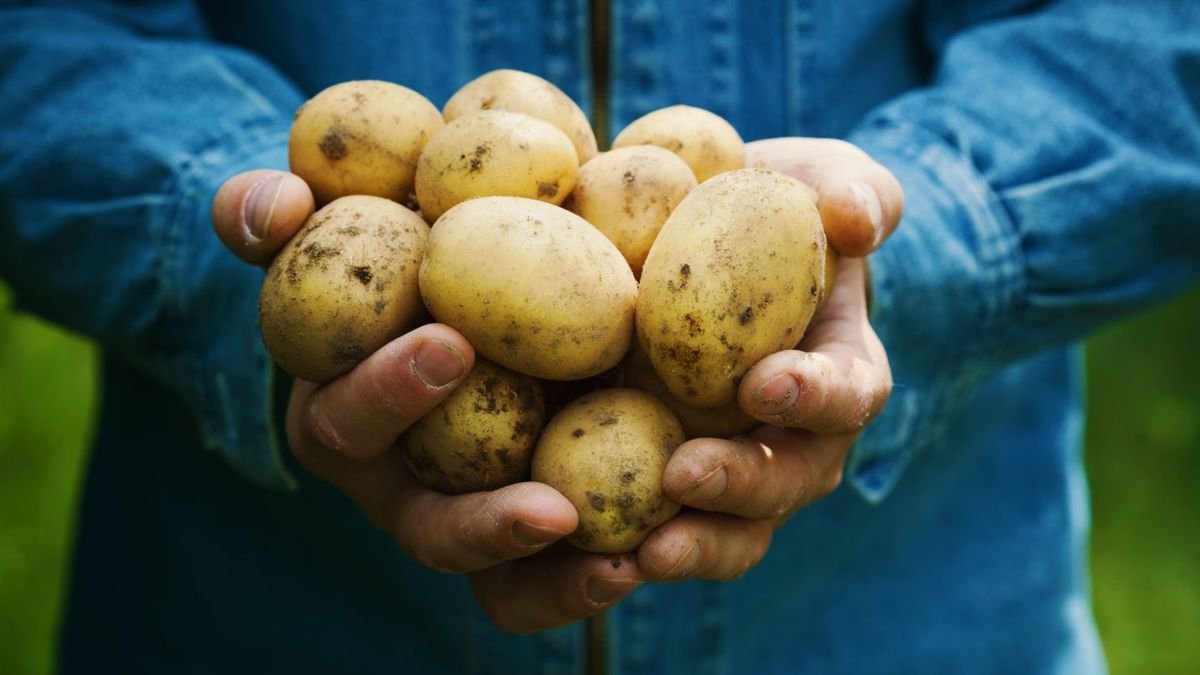 Какой сорт картофеля посадить в 2024 году — вкусный урожай будете собирать ведрами