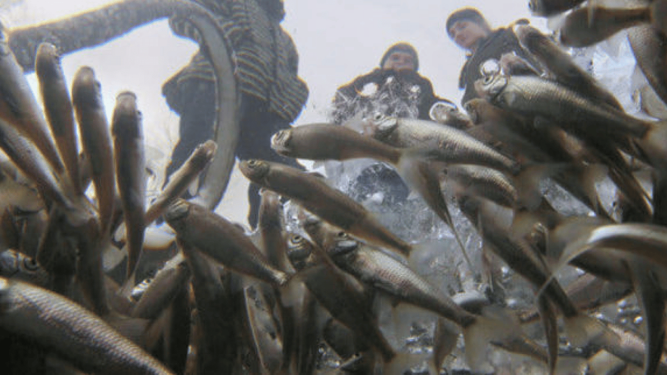З середи на Одещині буде заборонено ловити рибу у зимувальних ямах