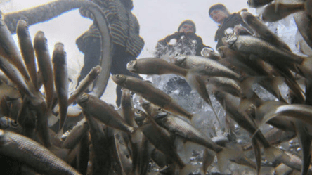 Со среды на Одесчине будет запрещено ловить рыбу в зимовальных ямах - 285x160