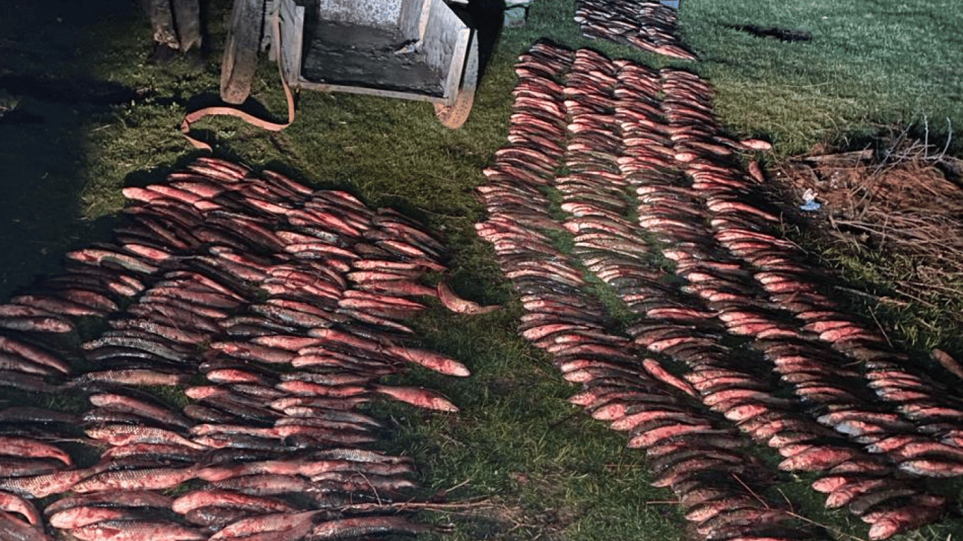Наловили рыбы на миллион гривен — в Одесской области разоблачили браконьеров