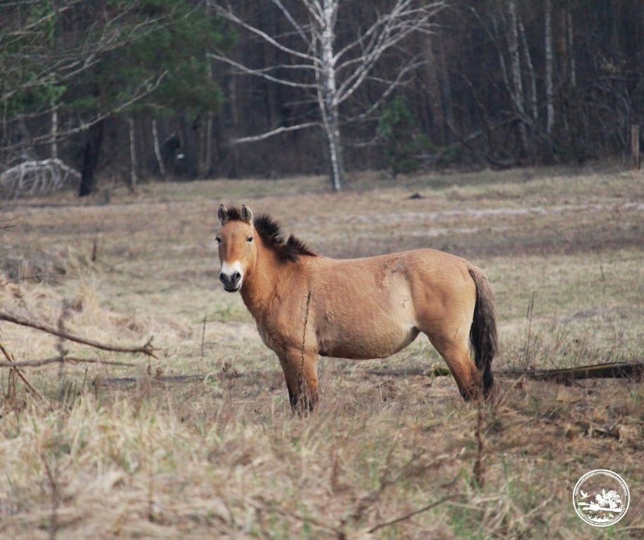 Коні Пржевальського в Чорнобилі