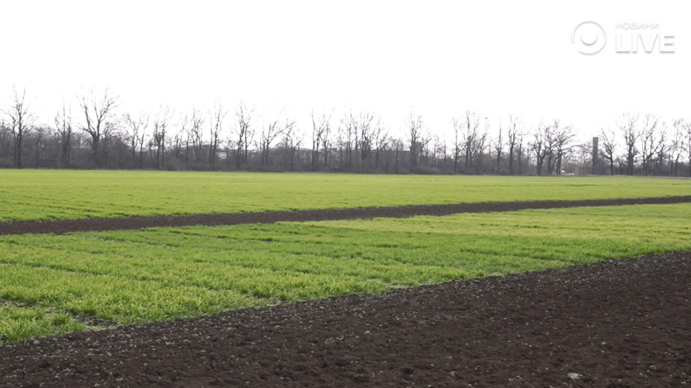 Поля озимого посіву