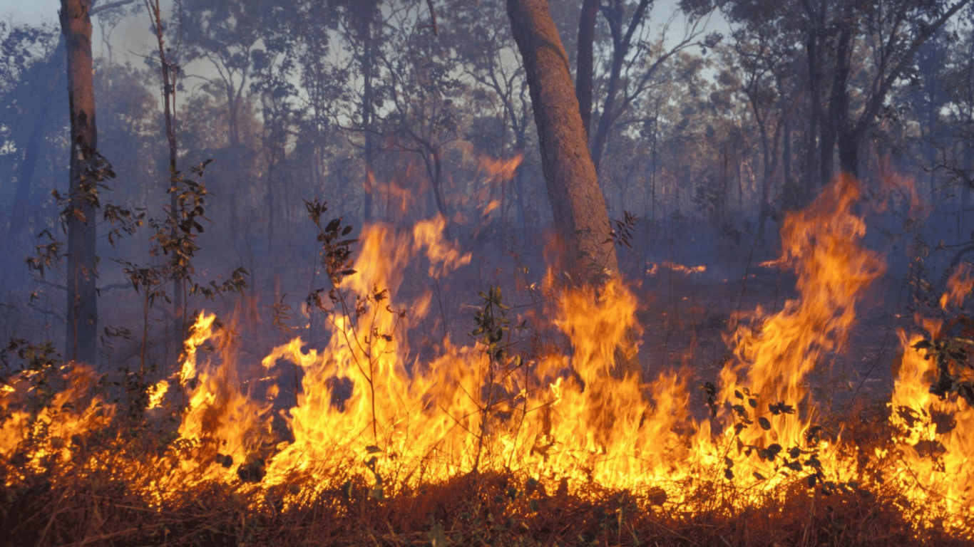 Спека та вітер збільшують ризик загоряння — на Одещині оголошена пожежна небезпека