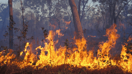 Спека та вітер збільшують ризик загоряння — на Одещині оголошена пожежна небезпека - 285x160