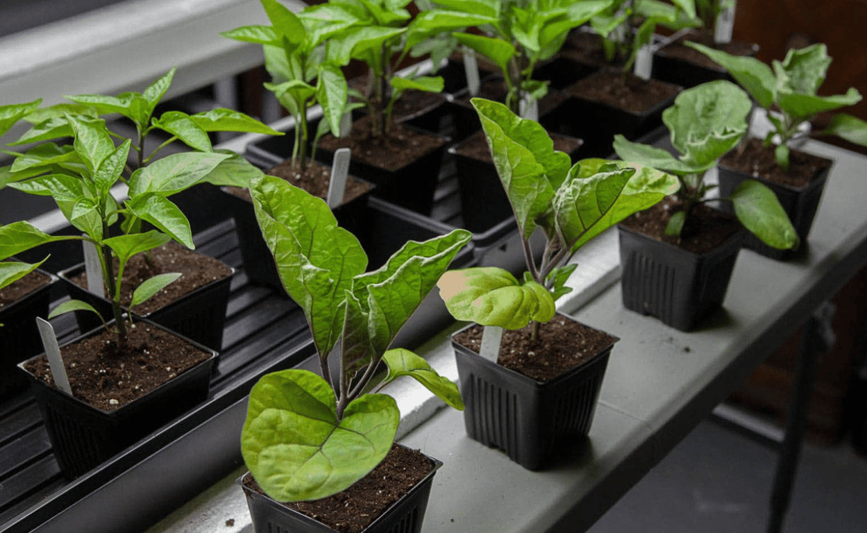 Рассада баклажанов