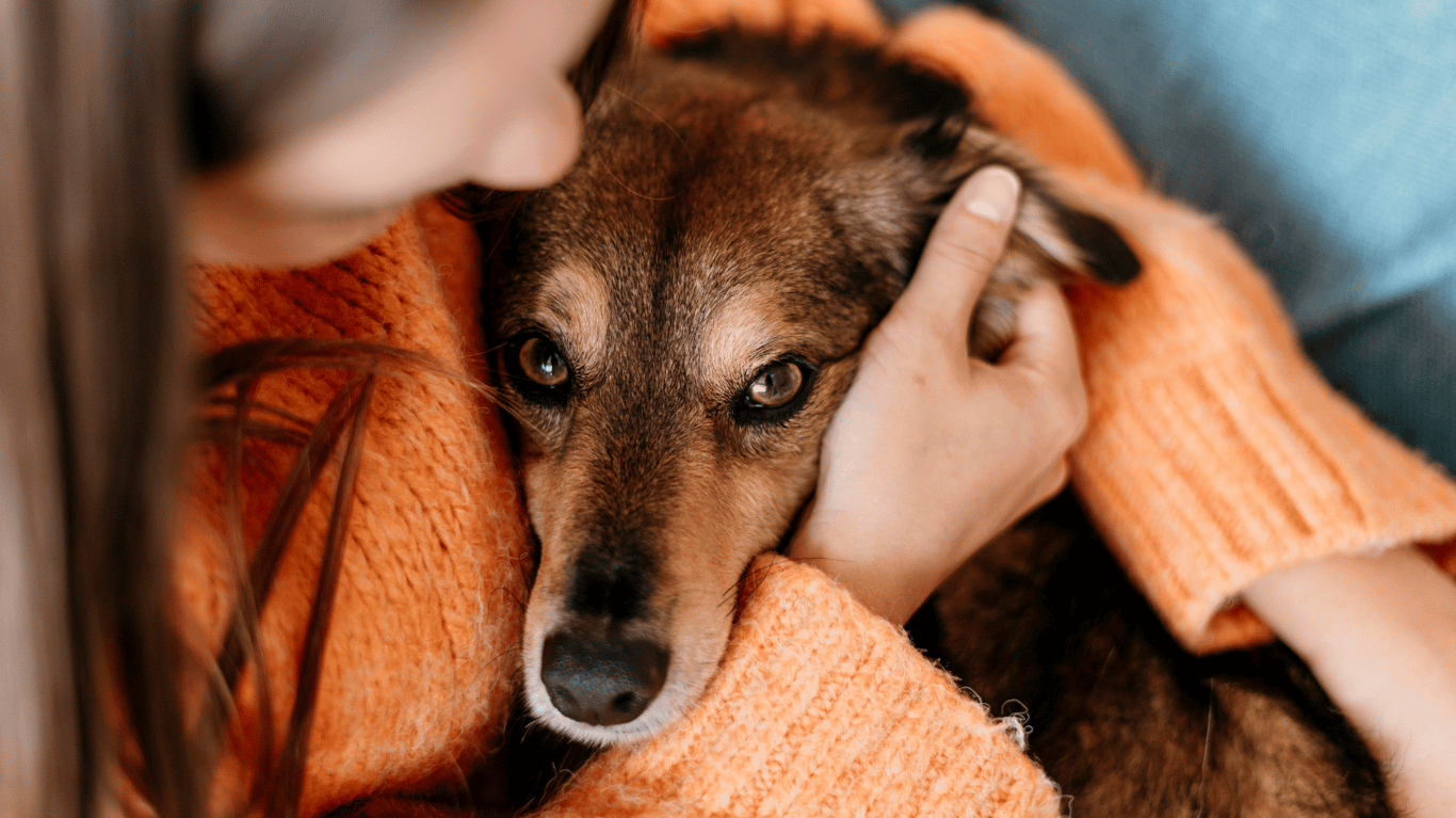 вперше українською вийшов посібник з педіатрії домашніх тварин
