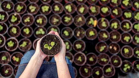 Рассада будет расти вдвое быстрее — доступные рецепты удобрений - 285x160