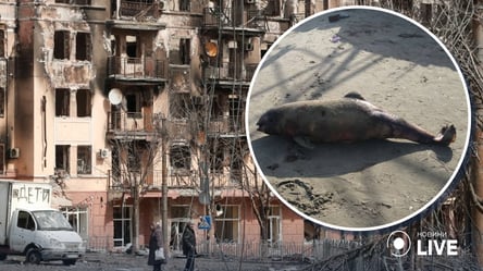 Город мертвых дельфинов: как оккупанты разрушают Мариуполь - 285x160