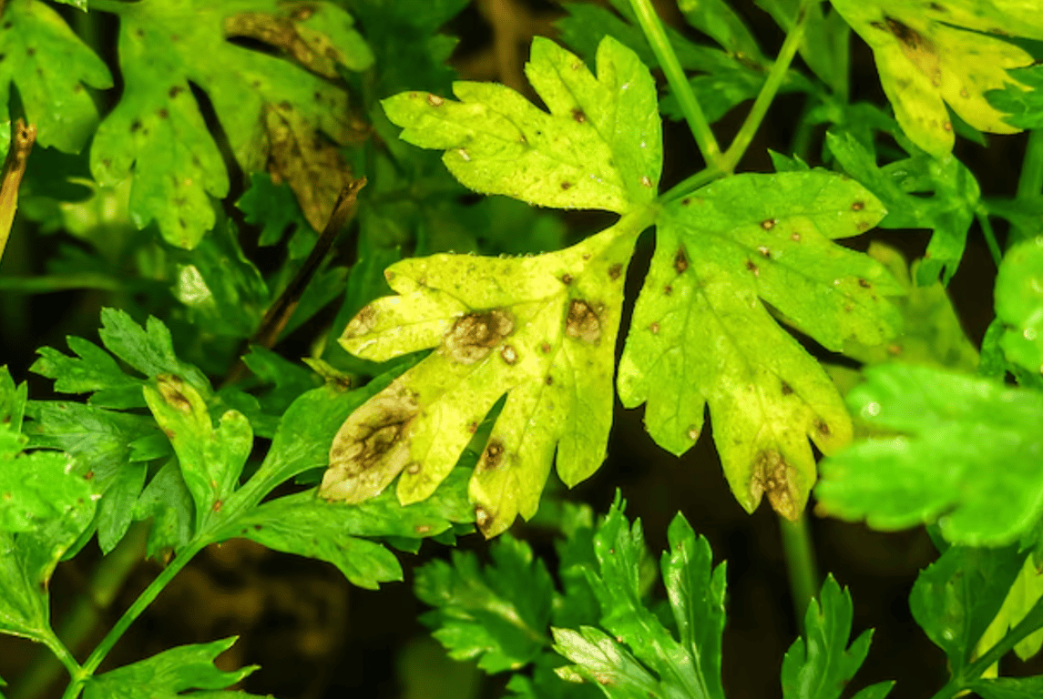 Желтая петрушка