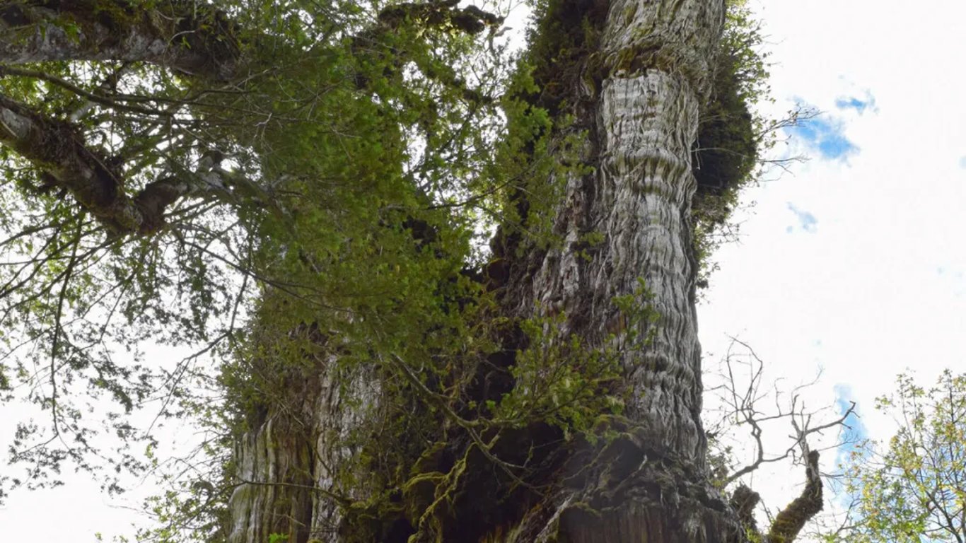 Старейшее дерево в мире — кипарис "Великий Дедушка" из Чили