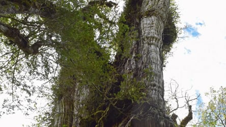 Кипарис "Великий Дідусь" з Чилі визнали найстарішим деревом у світі: скільки йому років - 285x160