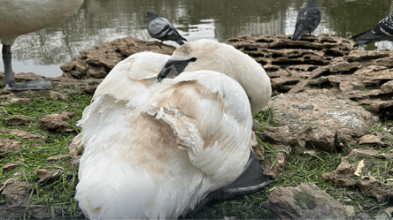Лебедів, яким обрізали крила в одеському парку, забрали у безпечне місце - 285x160