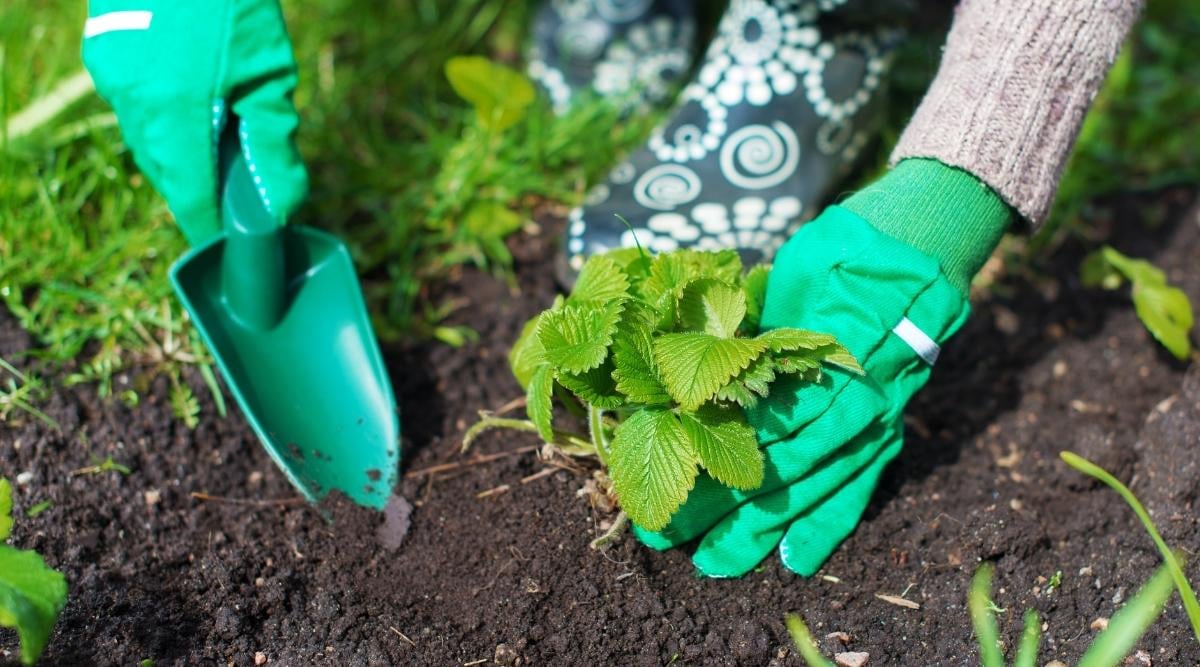 Подготовка клубники к зимовке — обрезание усов и подкормка