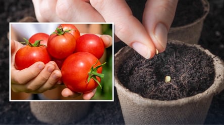 Когда сеять томаты на рассаду в марте 2026 — урожайные даты - 285x160