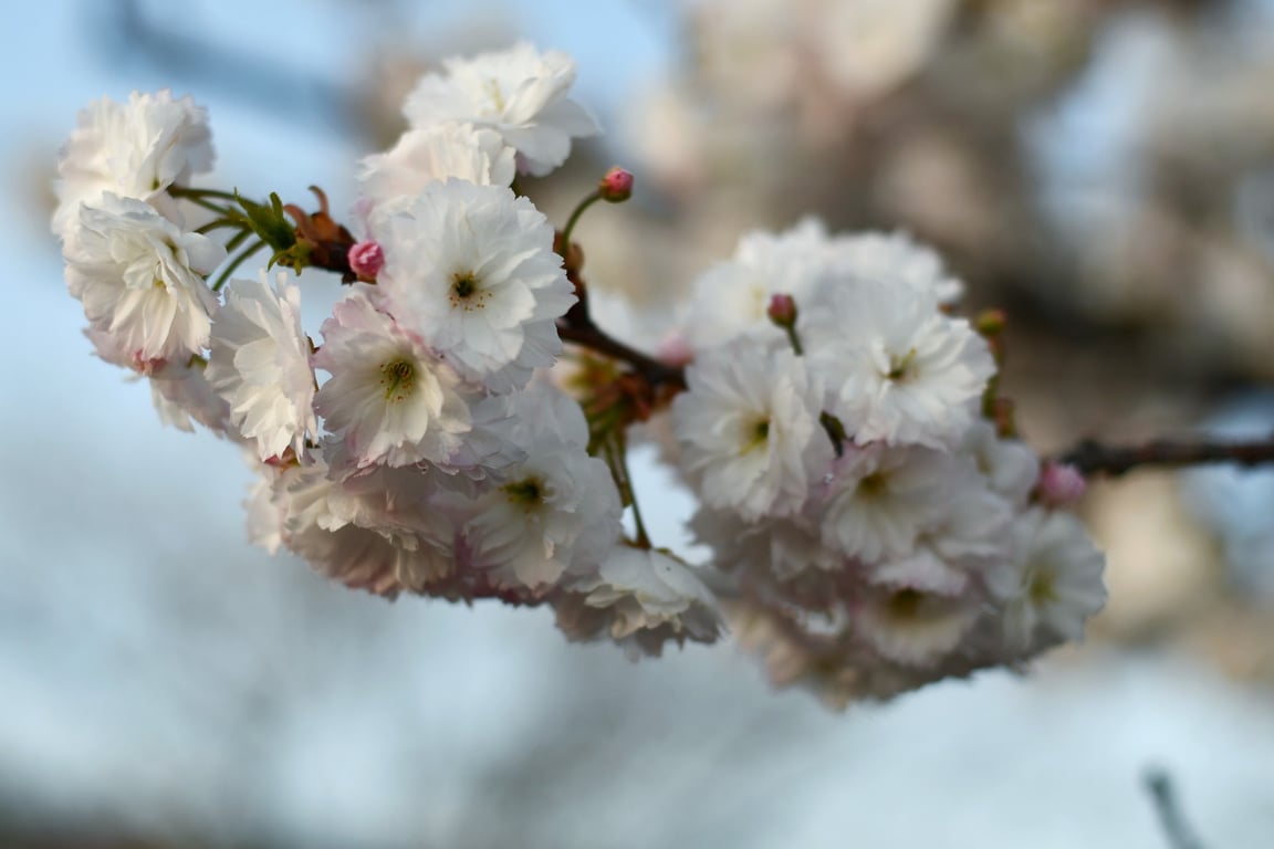 В столичному парку Кіото забуяли цвітом сакури — фото - фото 2
