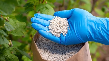 Ці добрива працюють навіть по снігу — врожай зросте навесні - 285x160