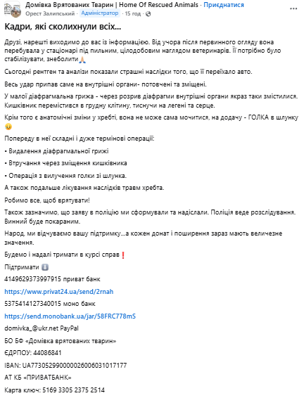 На Львівщині водій збив собаку