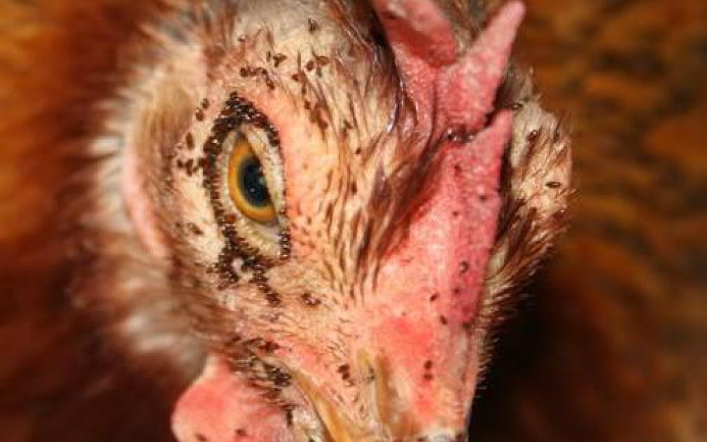 Багато кліщів на курці. 